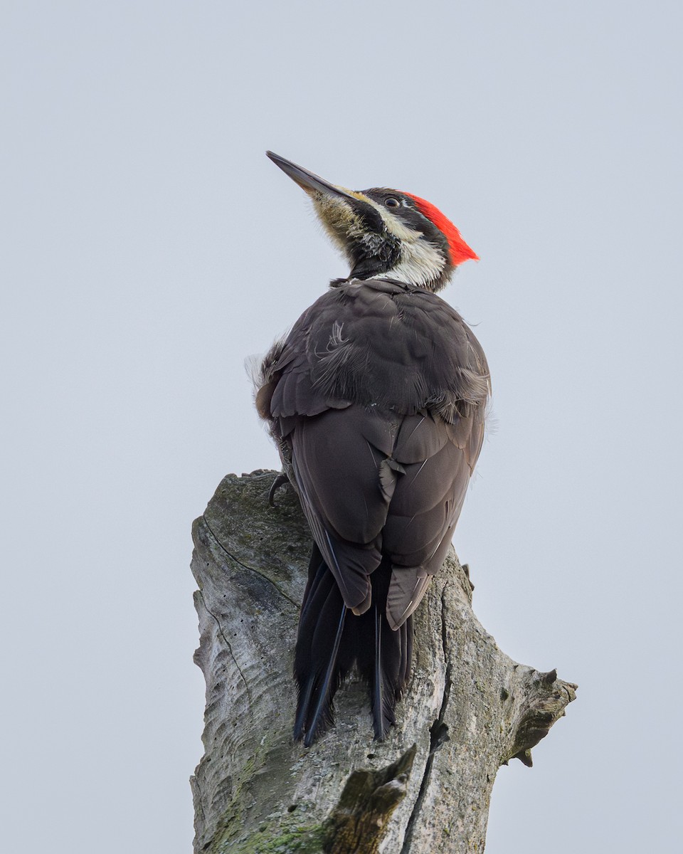 Pileated Woodpecker - ML645573436