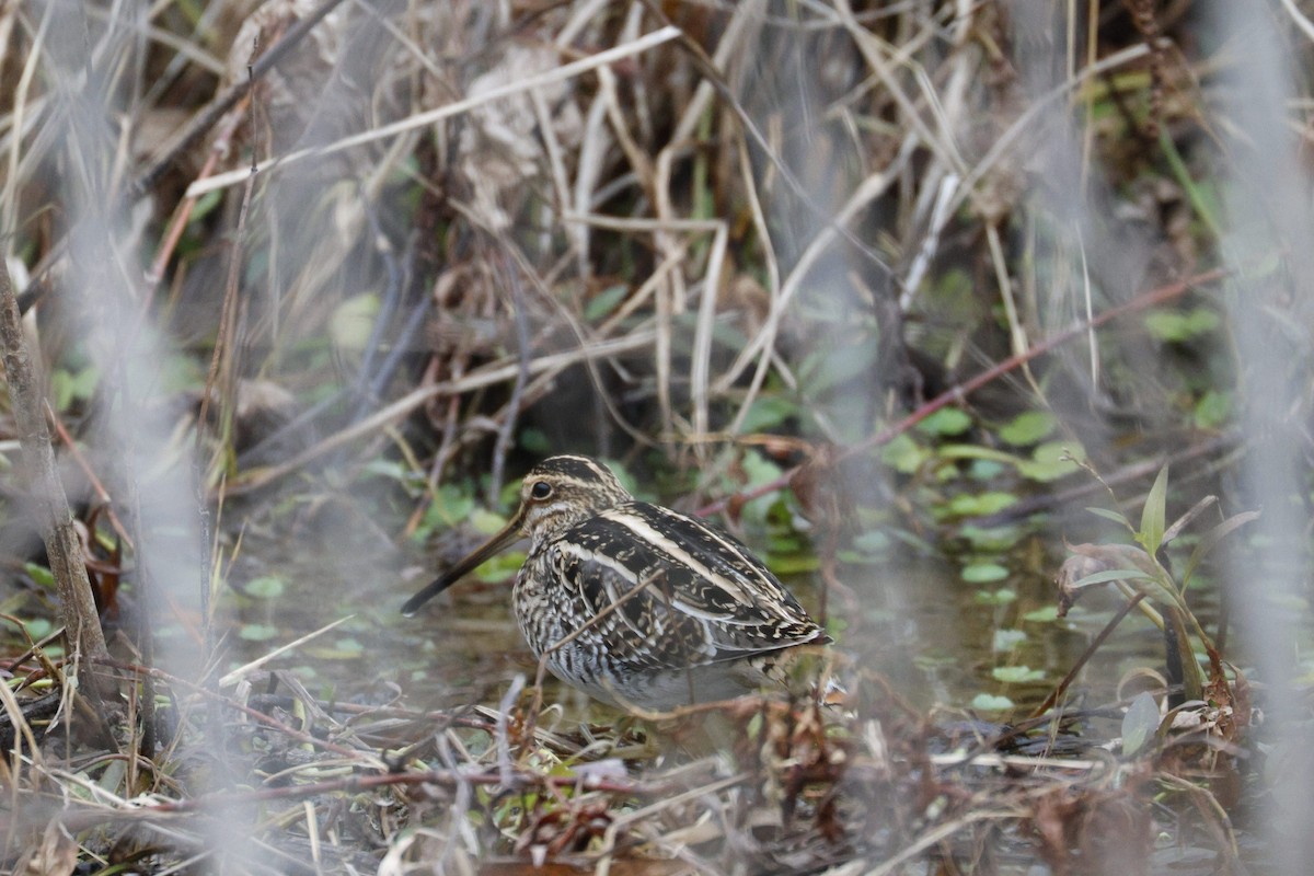Wilson's Snipe - ML645573437