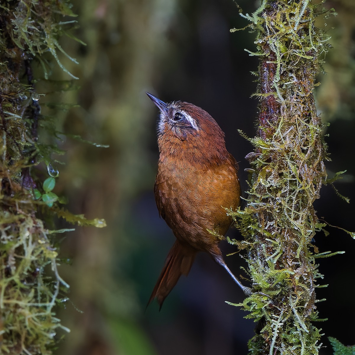 White-browed Spinetail - ML645573467