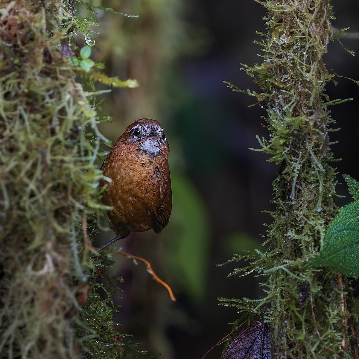 White-browed Spinetail - ML645573468