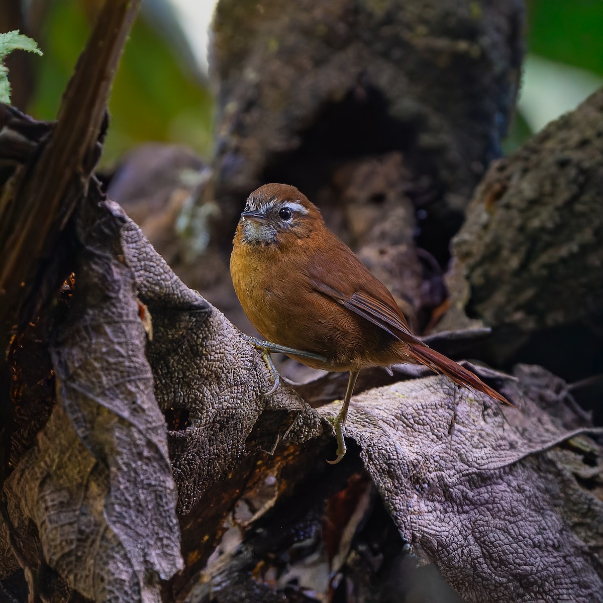 White-browed Spinetail - ML645573469