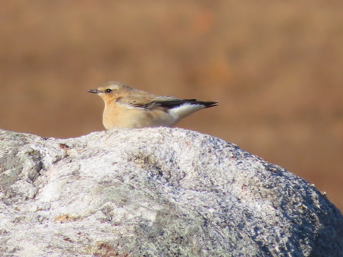 Northern Wheatear - ML645573473