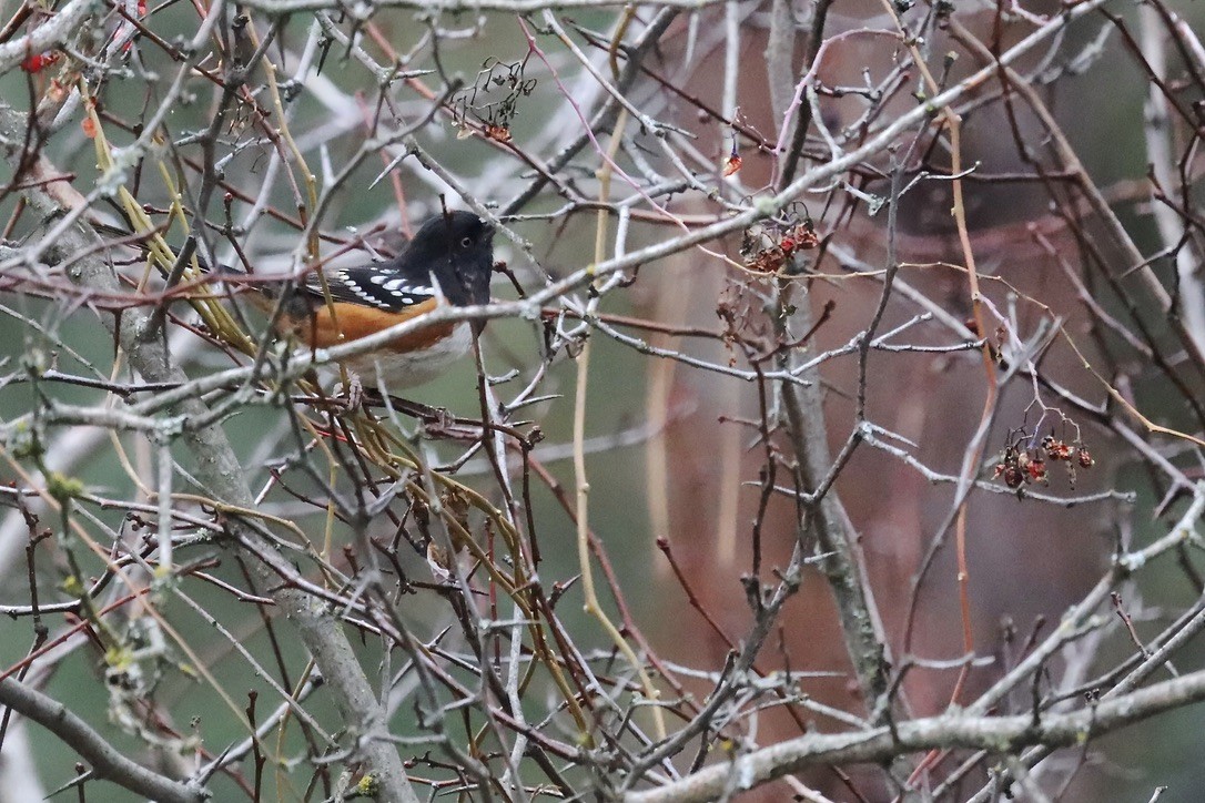 Spotted Towhee - ML645573482