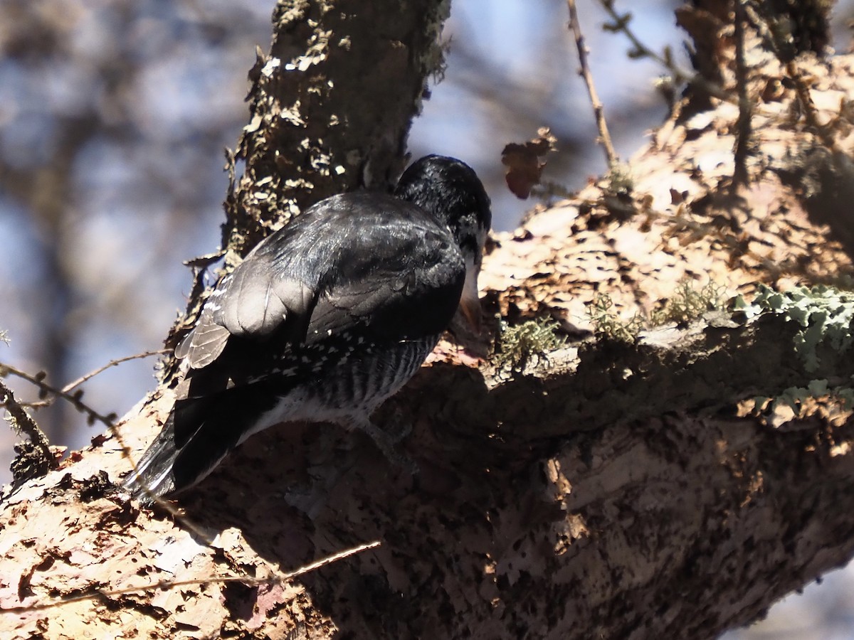 Black-backed Woodpecker - ML645573490