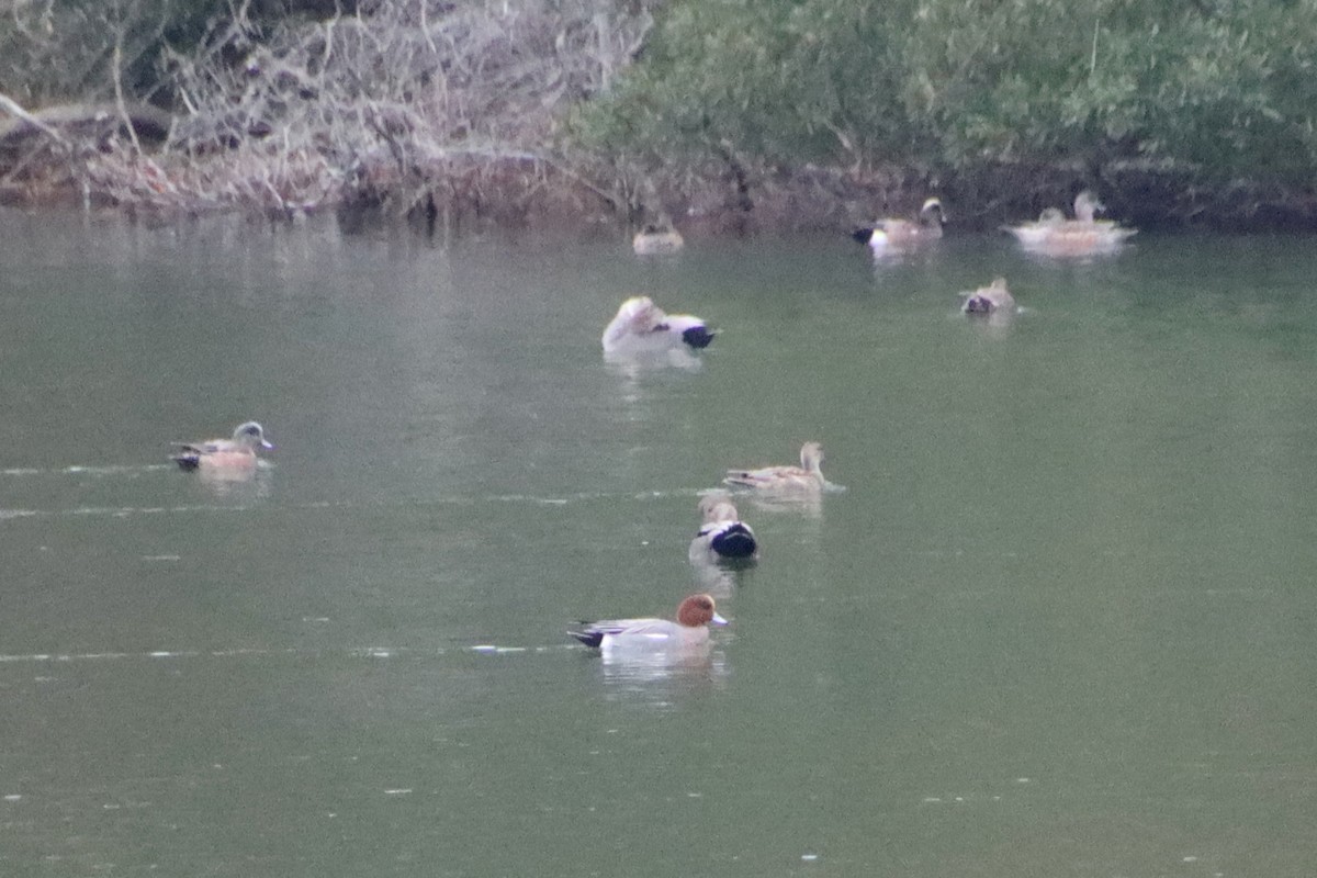 Eurasian Wigeon - ML645573493