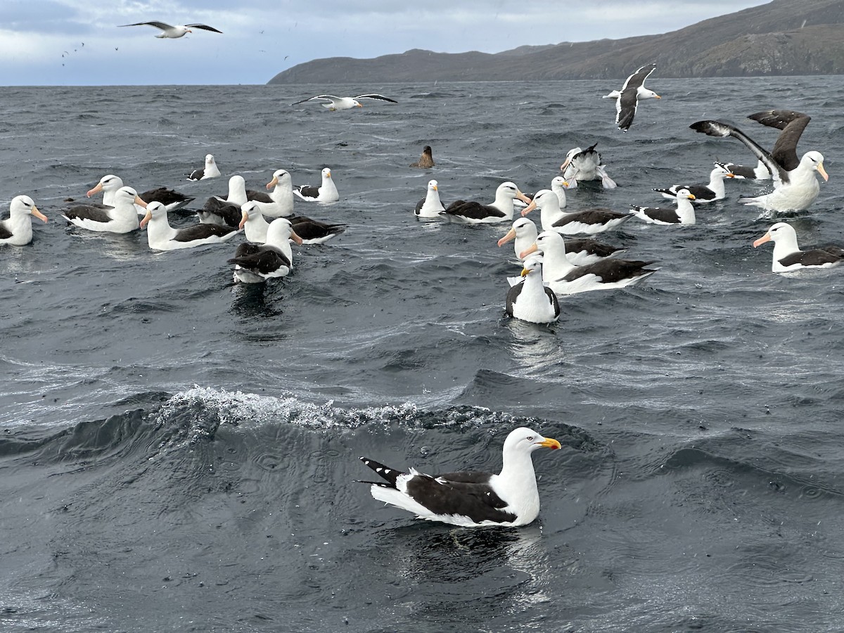 Schwarzbrauenalbatros - ML645573496