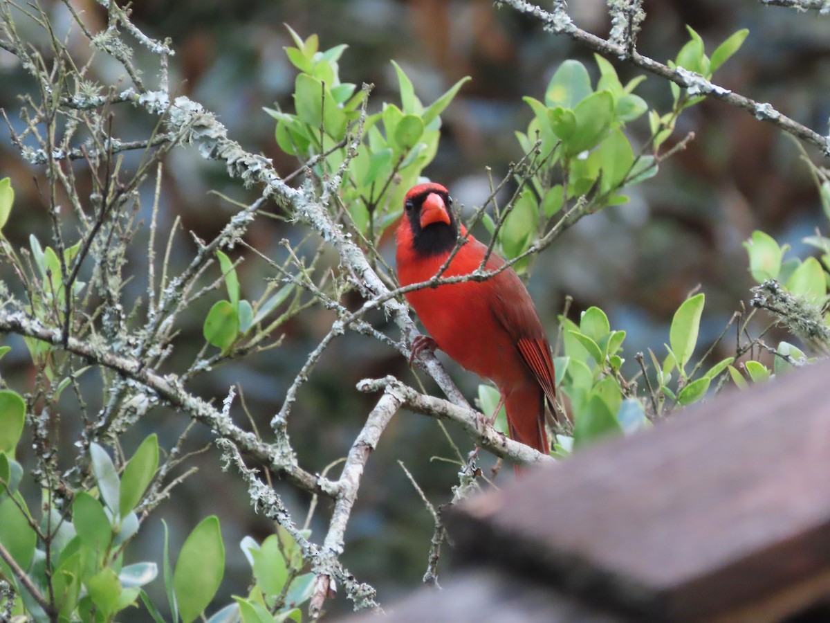 Красный кардинал - ML645573497
