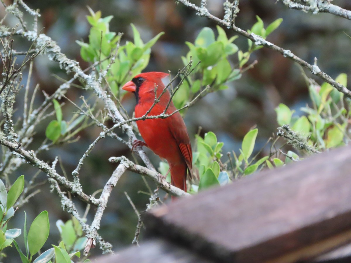 Красный кардинал - ML645573498