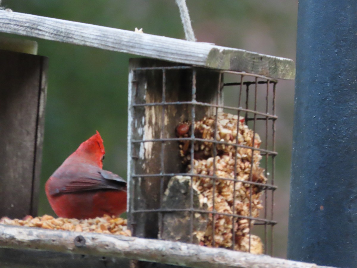 Красный кардинал - ML645573499