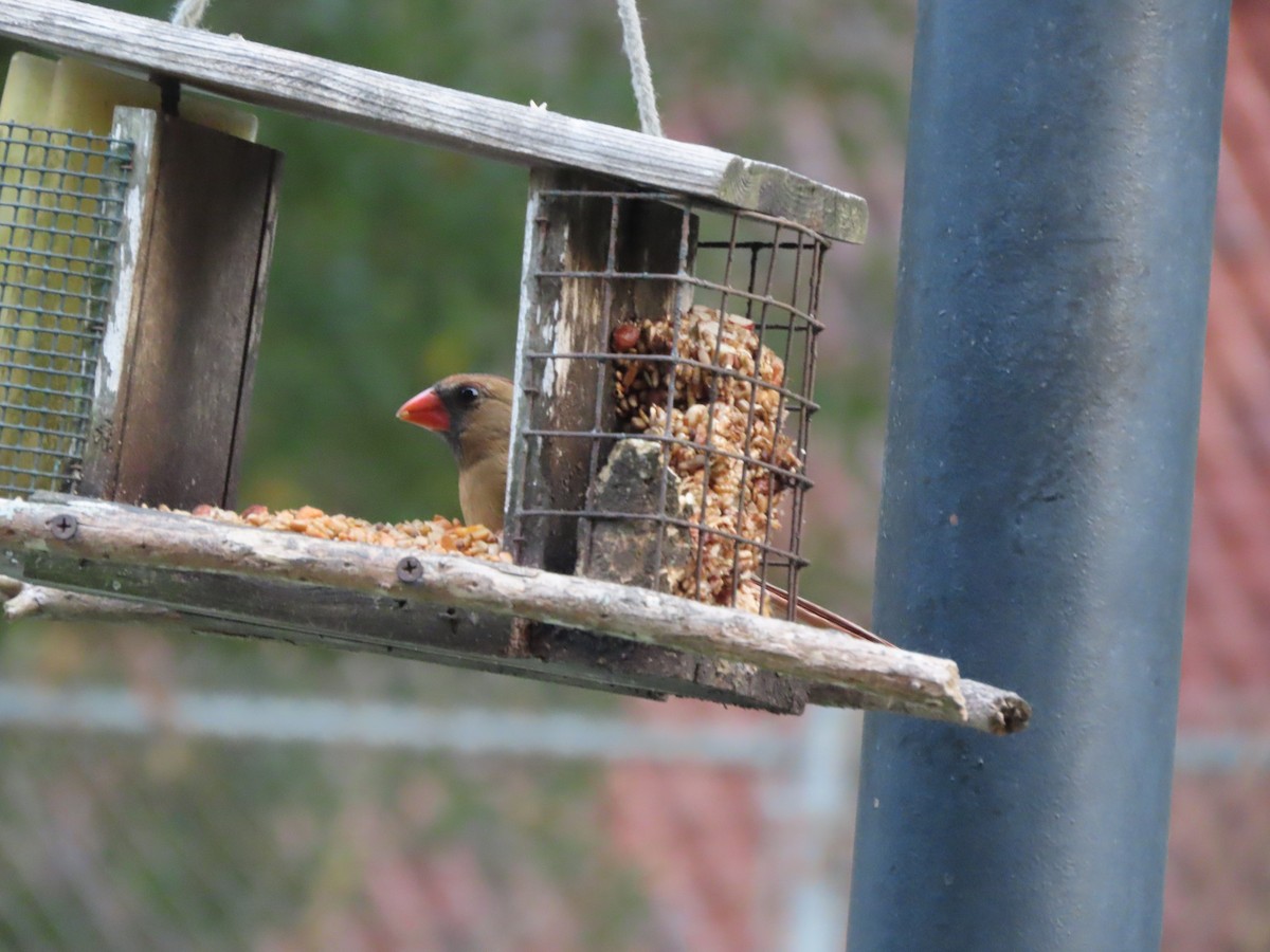 Красный кардинал - ML645573500