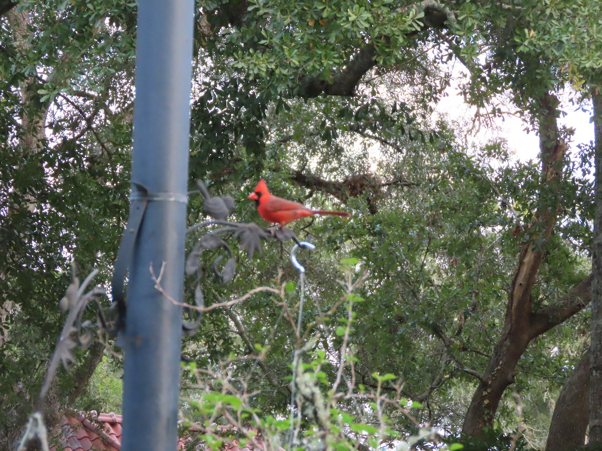 Красный кардинал - ML645573501