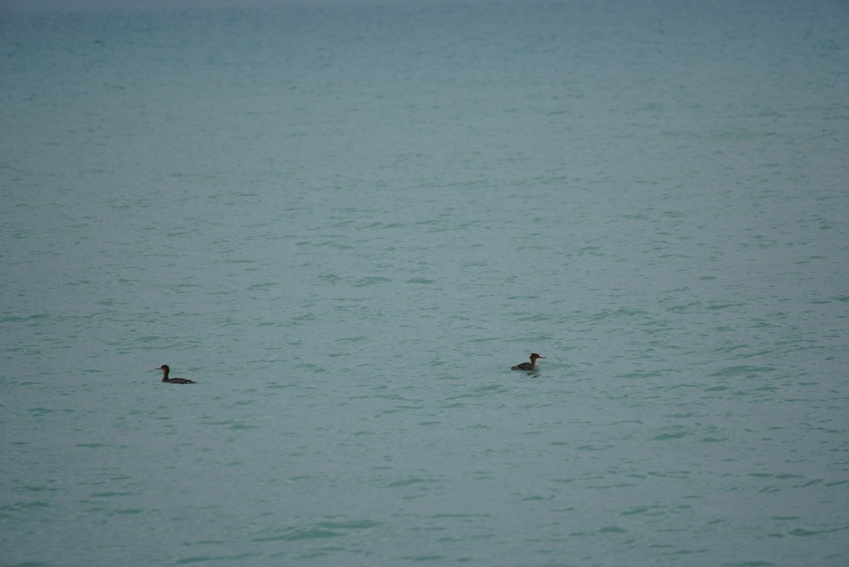 Red-breasted Merganser - ML645573515