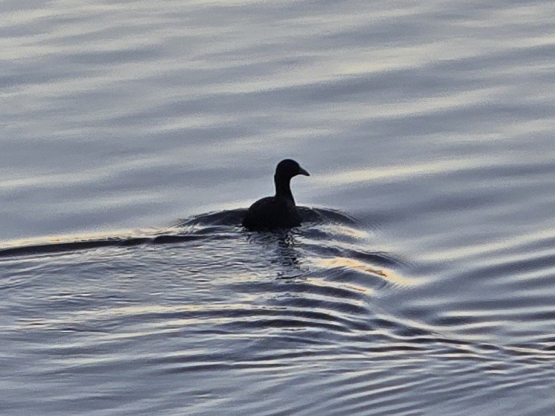 Focha Americana - ML645573518