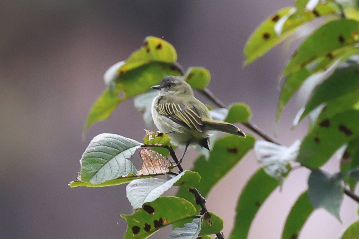 Mistletoe Tyrannulet - ML645573528