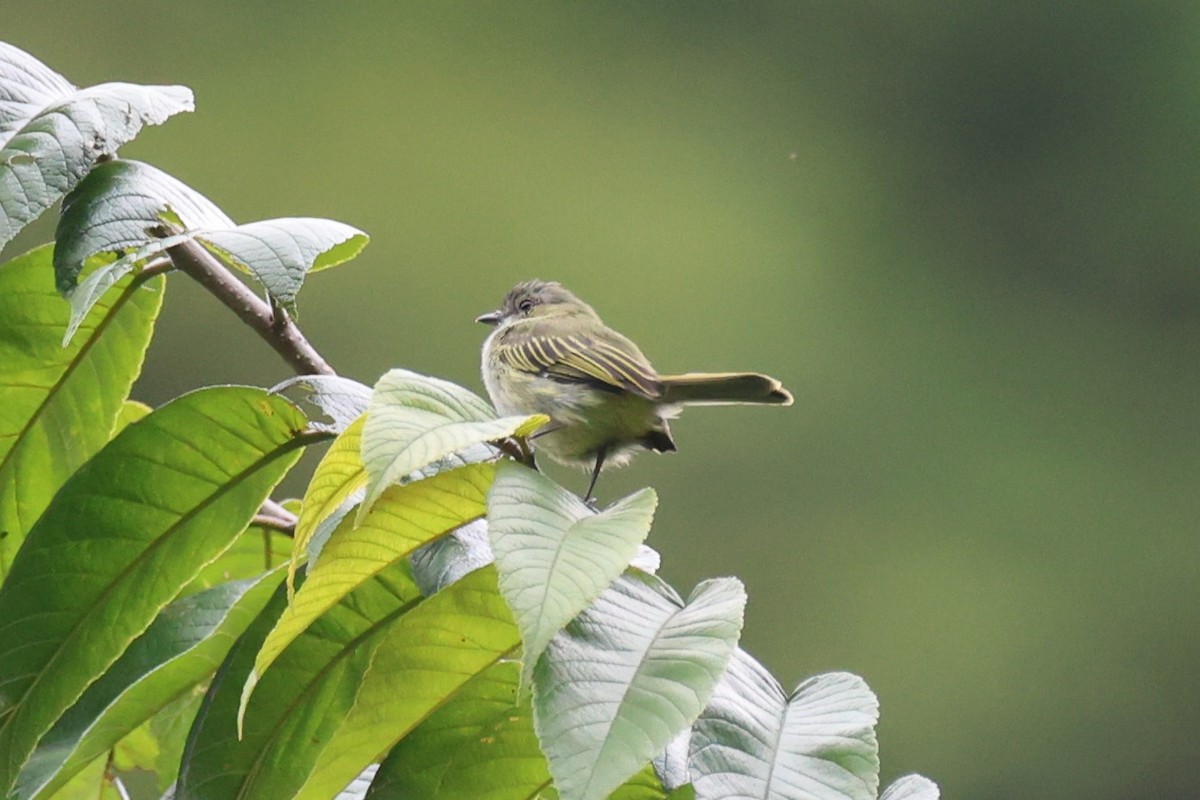 Mistletoe Tyrannulet - ML645573529