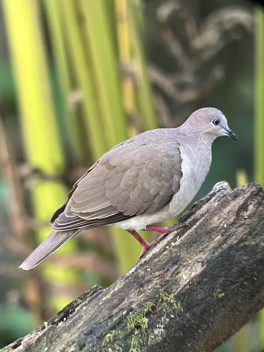 holub bledočelý - ML645573533