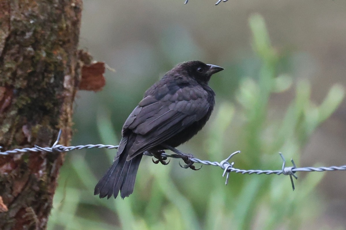 Bronzed Cowbird - ML645573550