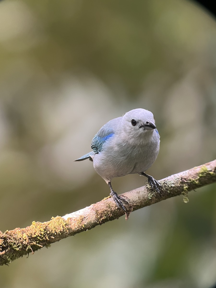 Blue-gray Tanager - ML645573552