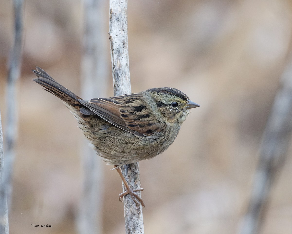 Swamp Sparrow - ML645573560