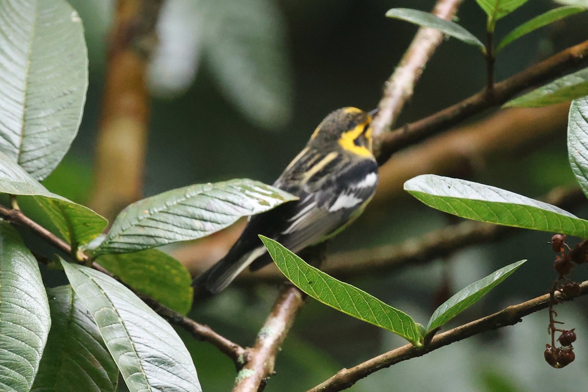 Blackburnian Warbler - ML645573562