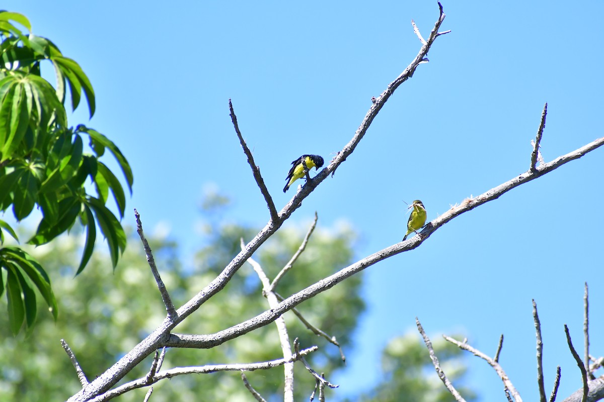 Lesser Goldfinch - ML645573563