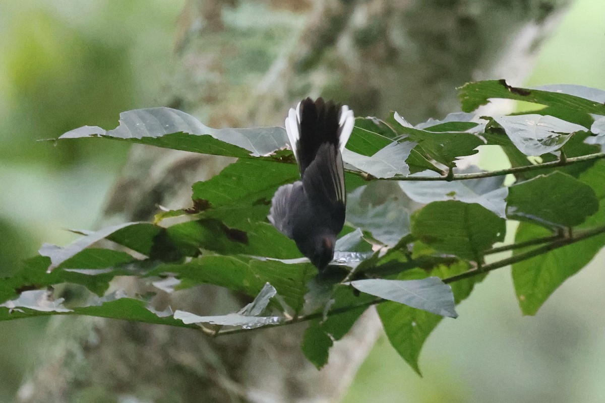 Slate-throated Redstart - ML645573564