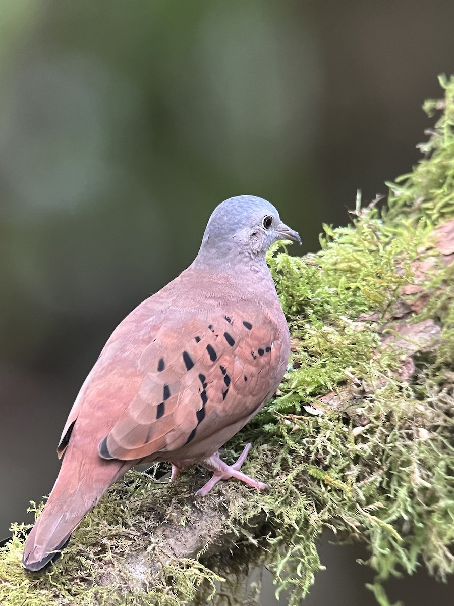 holoubek skořicový - ML645573580