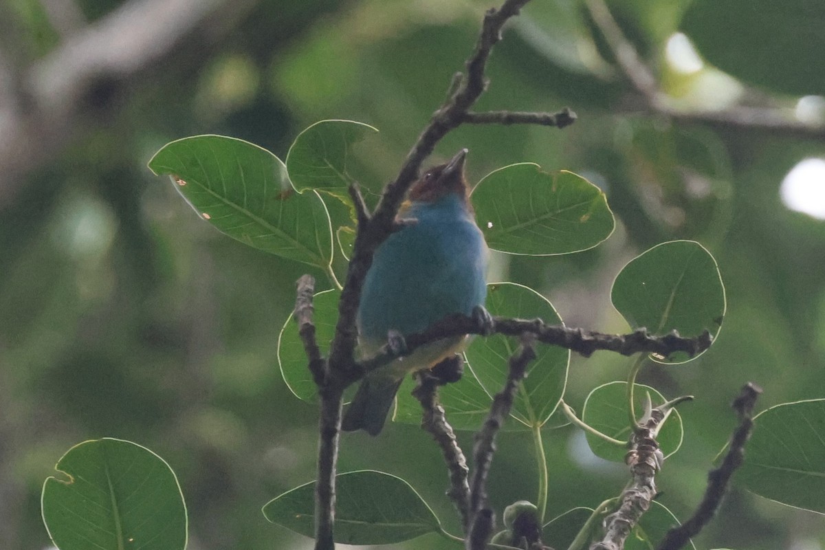 Calliste rouverdin - ML645573583