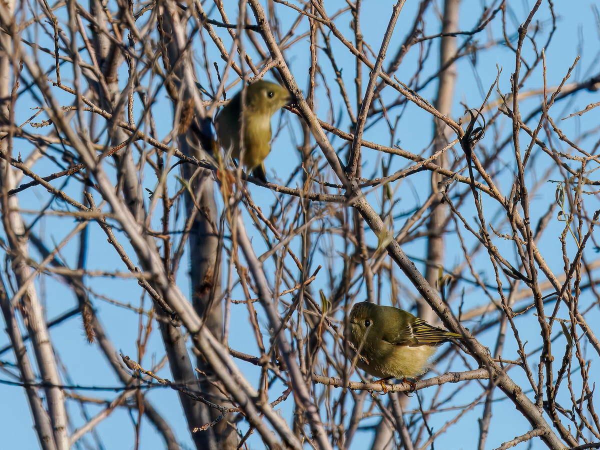 Ruby-crowned Kinglet - ML645573585