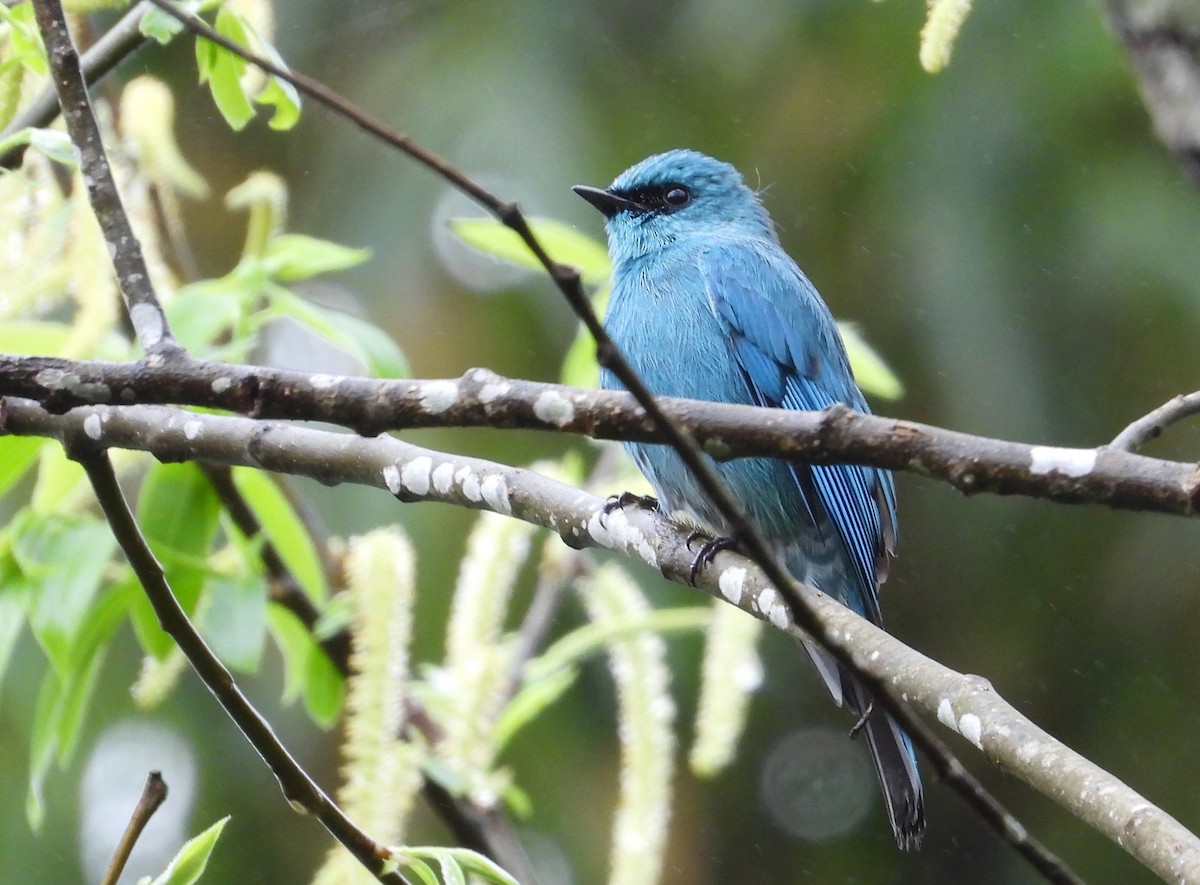 Verditer Flycatcher - ML645573592