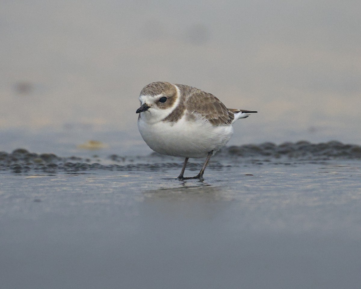 Snowy Plover - ML645573598