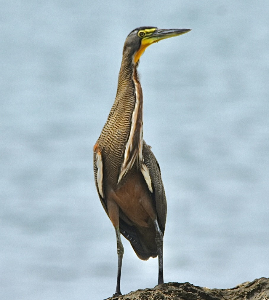 Bare-throated Tiger-Heron - ML645573601