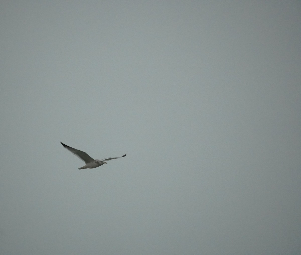 Ring-billed Gull - ML645573606