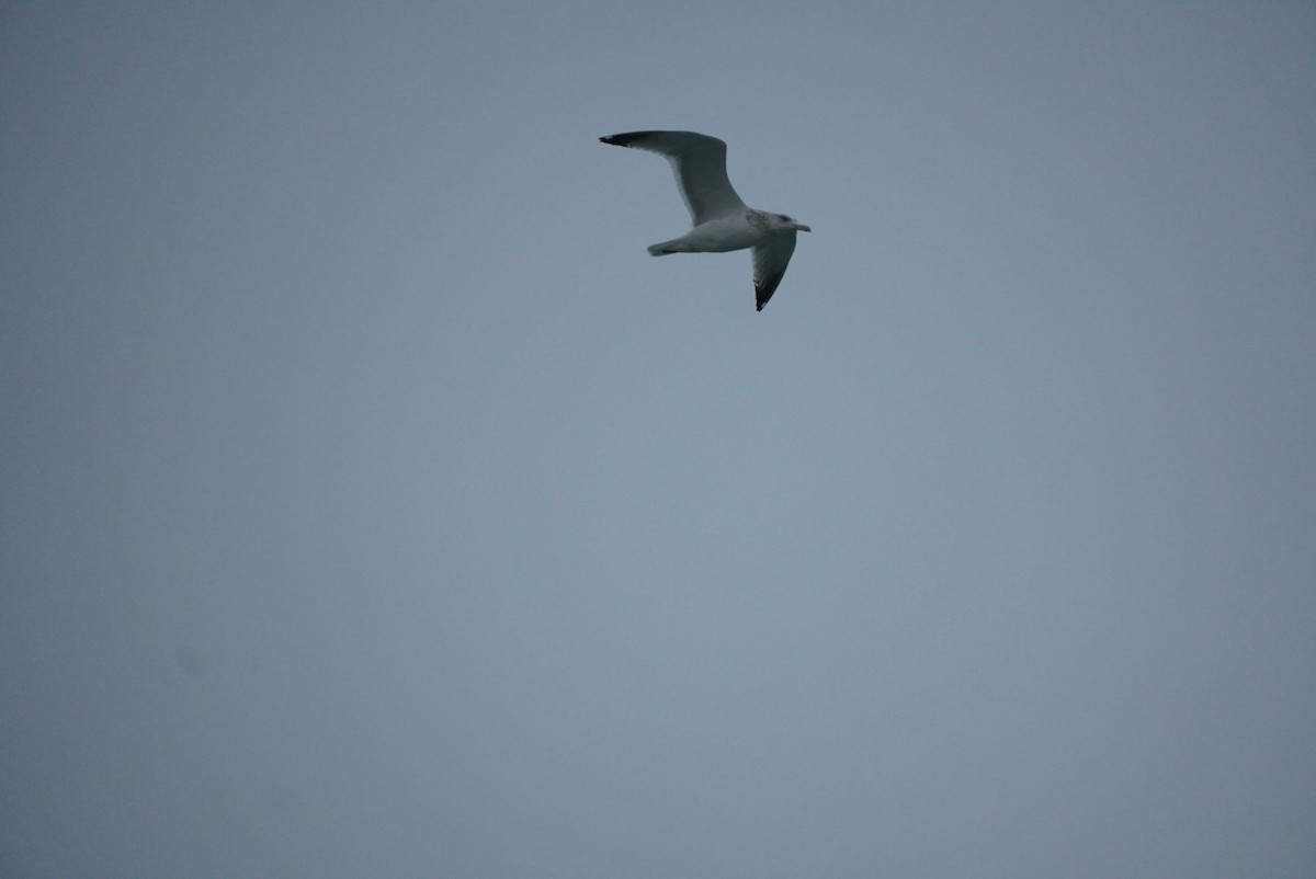 Ring-billed Gull - ML645573607