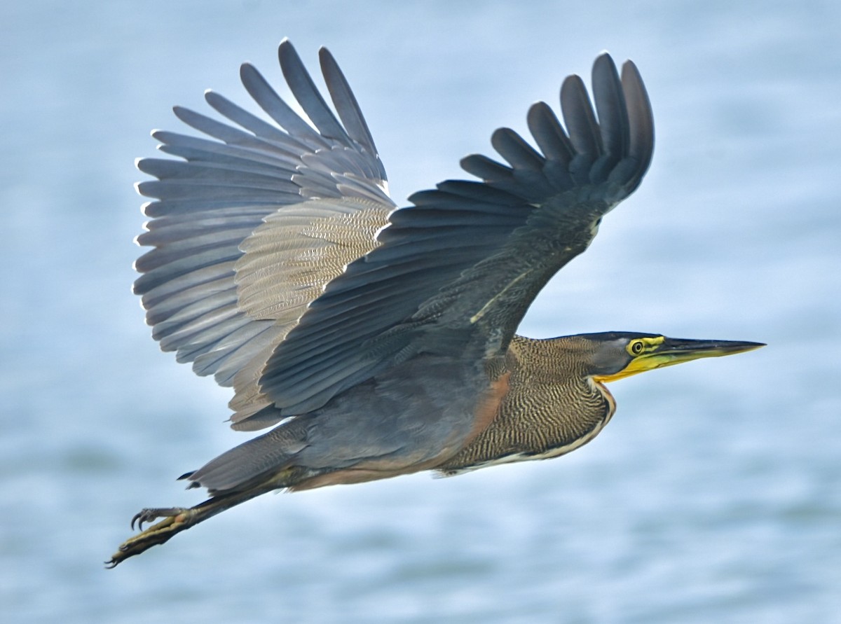 Bare-throated Tiger-Heron - ML645573609