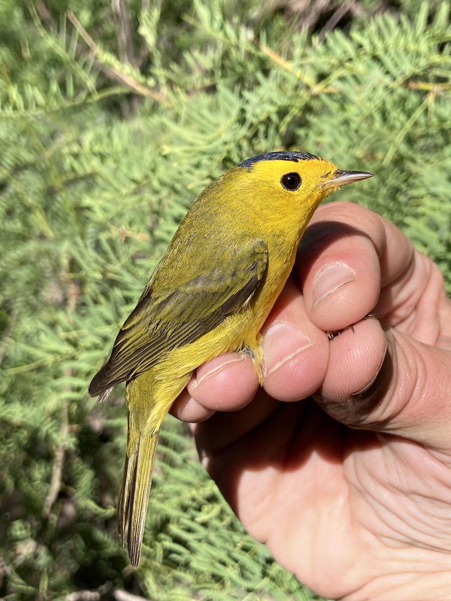 Wilson's Warbler - ML645573611