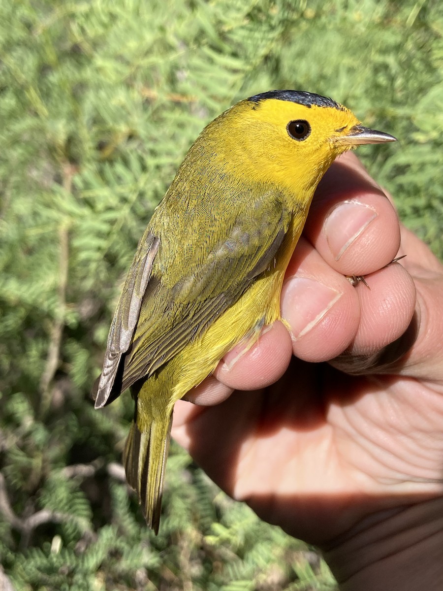Wilson's Warbler - ML645573612