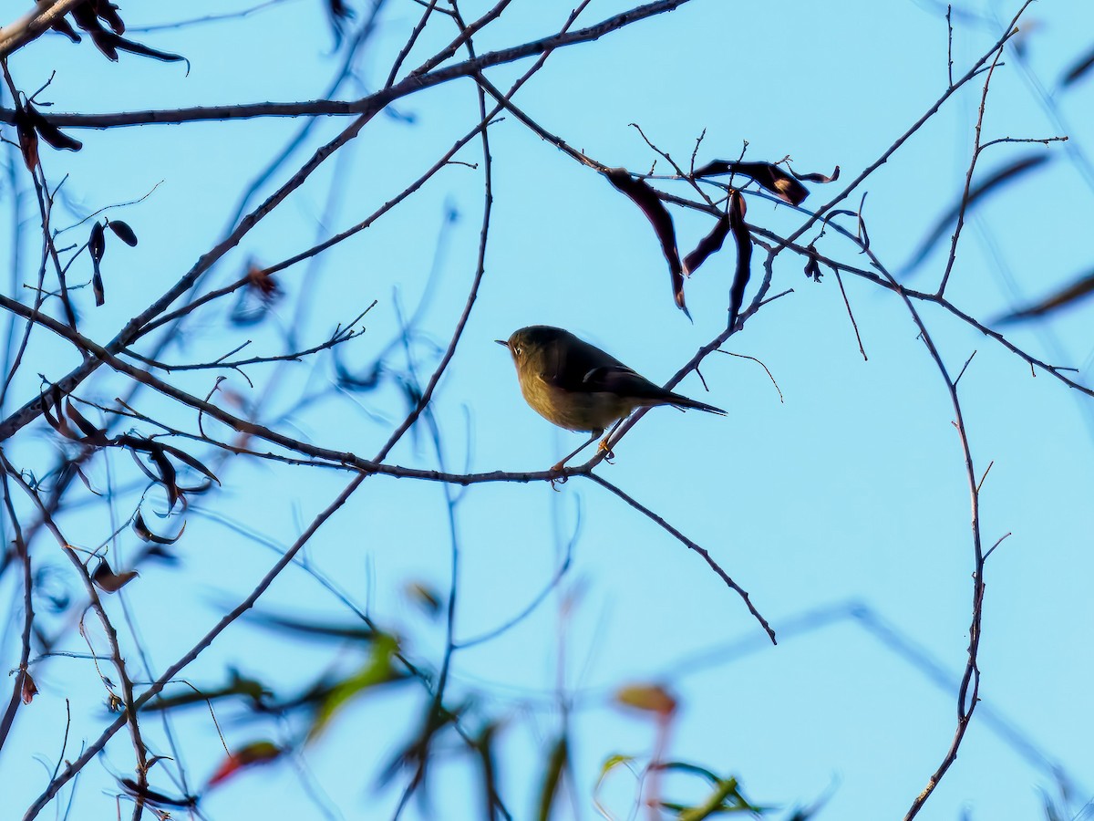 Ruby-crowned Kinglet - ML645573616