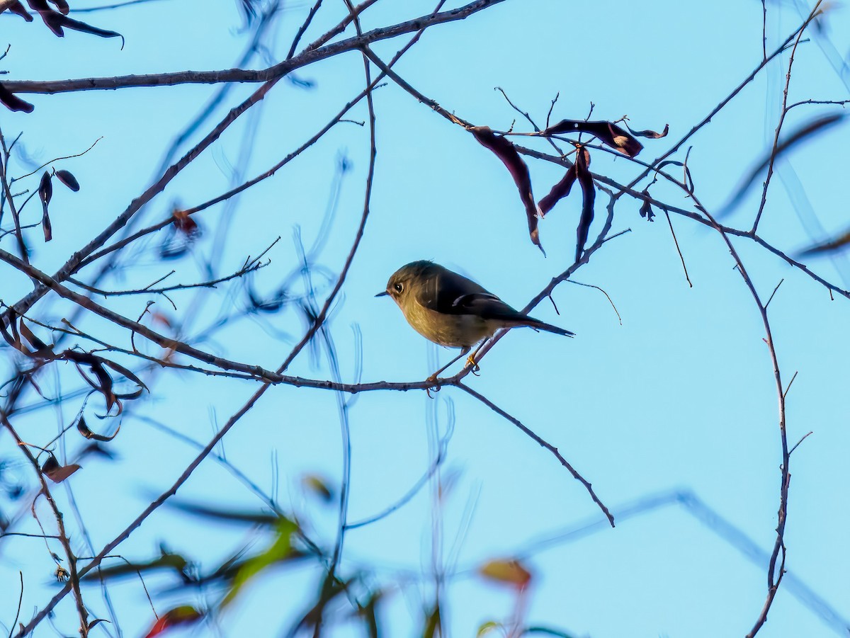Ruby-crowned Kinglet - ML645573617