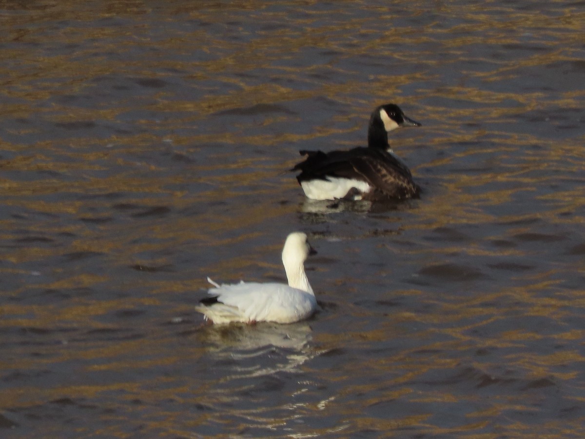 Snow Goose - ML645573618