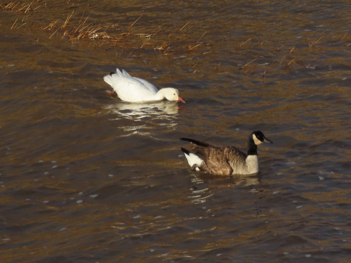 Snow Goose - ML645573619