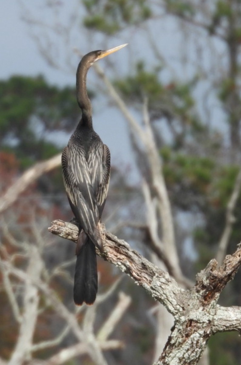 Anhinga - ML645573624