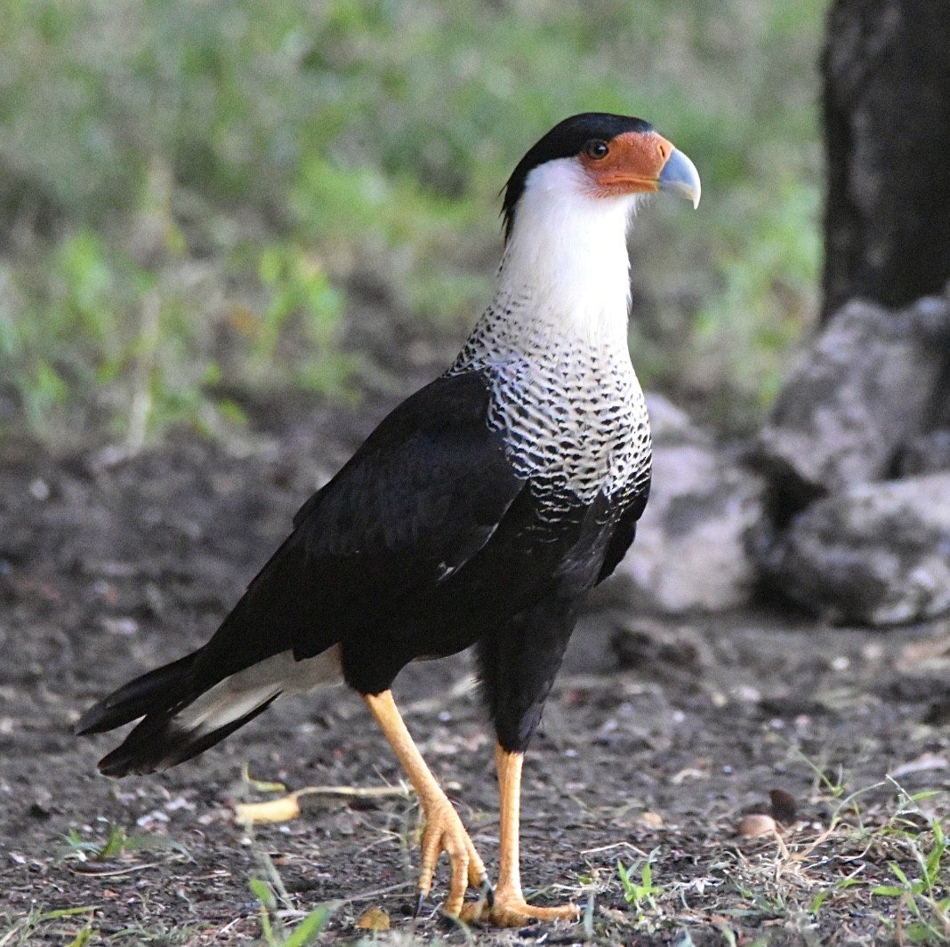 Crested Caracara - ML645573625