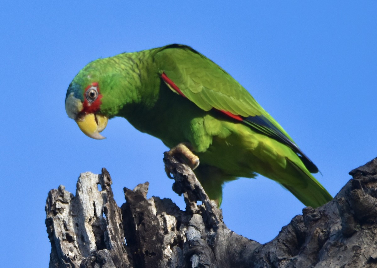 White-fronted Amazon - ML645573634