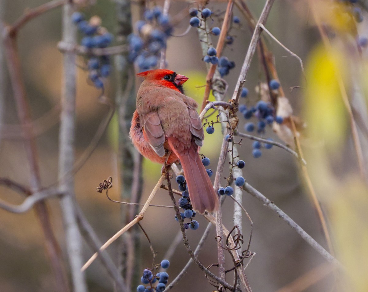 Красный кардинал - ML645573637