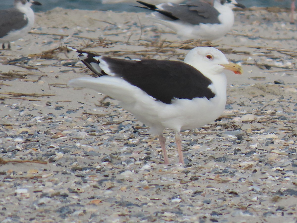Gavión Atlántico - ML645573638