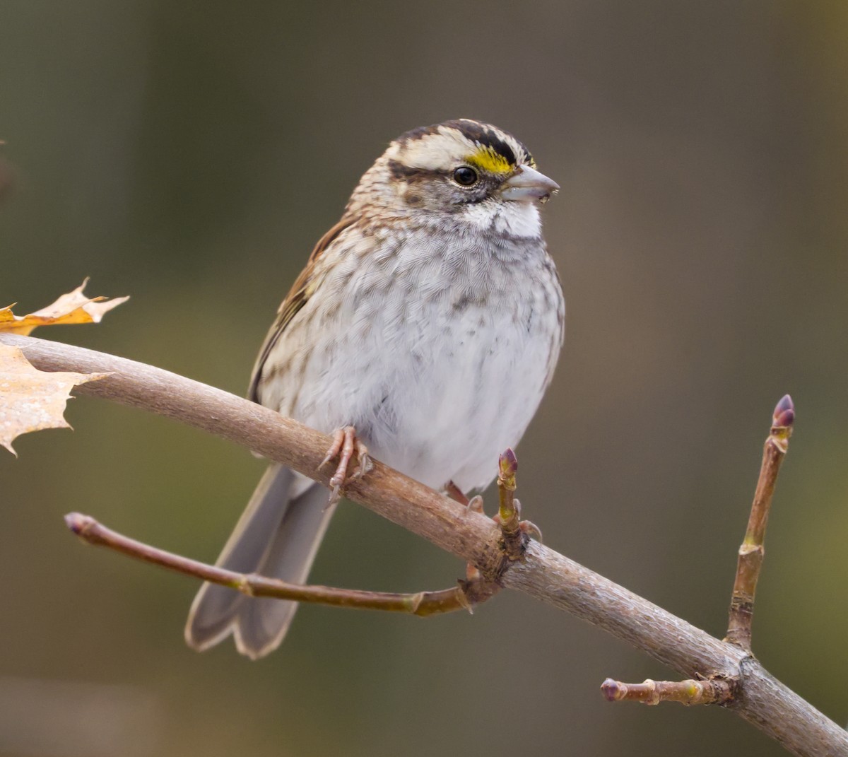 strnadec bělohrdlý - ML645573648