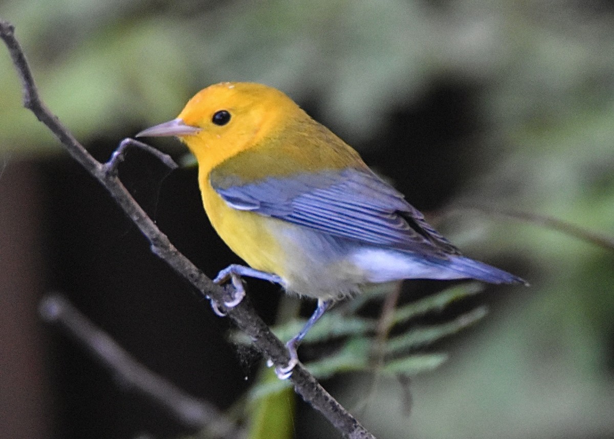 Prothonotary Warbler - ML645573650