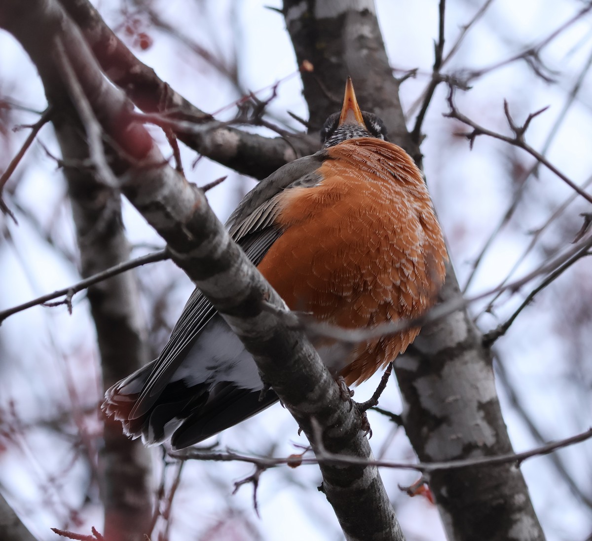 drozd stěhovavý - ML645573659