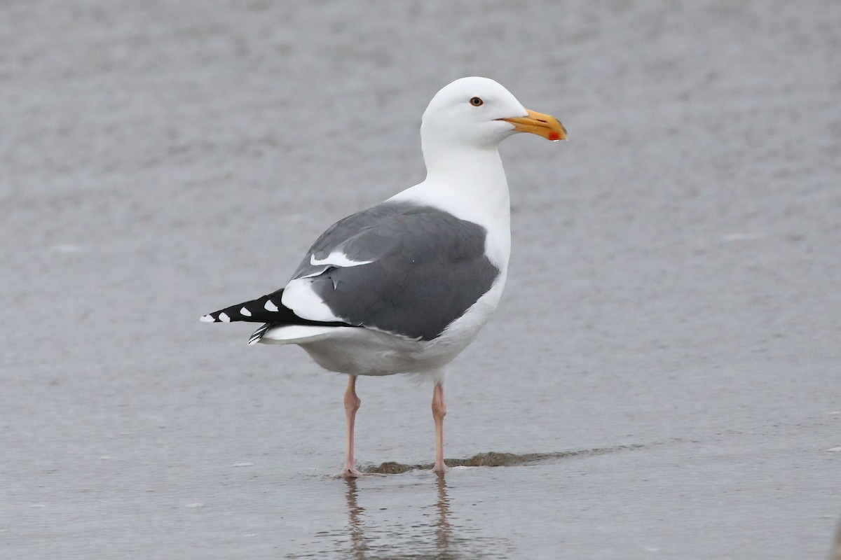 Мартин західний - ML645573662